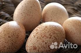 Яйца индейки купить на Зозу.ру - фотография № 1