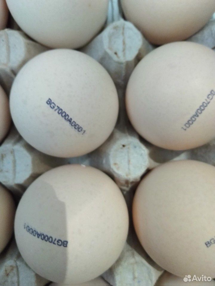 Инкубационное яйцо домашней птички купить на Зозу.ру - фотография № 1