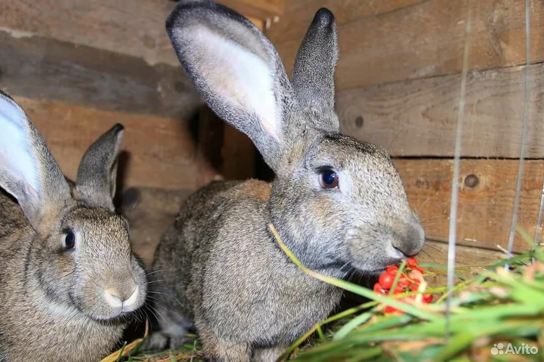 Кролики и крольчата великаны на мясо и разведение купить на Зозу.ру - фотография № 10