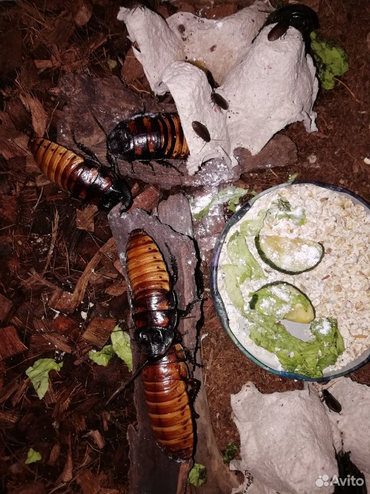 Мадагаскарский таракан купить на Зозу.ру - фотография № 2
