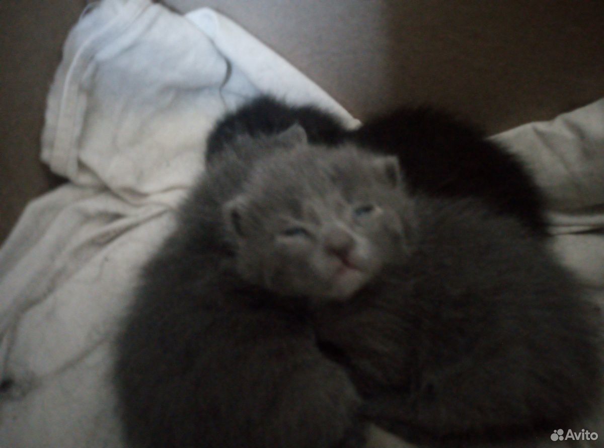 Котята (2 серых и 1 чёрный) купить на Зозу.ру - фотография № 2