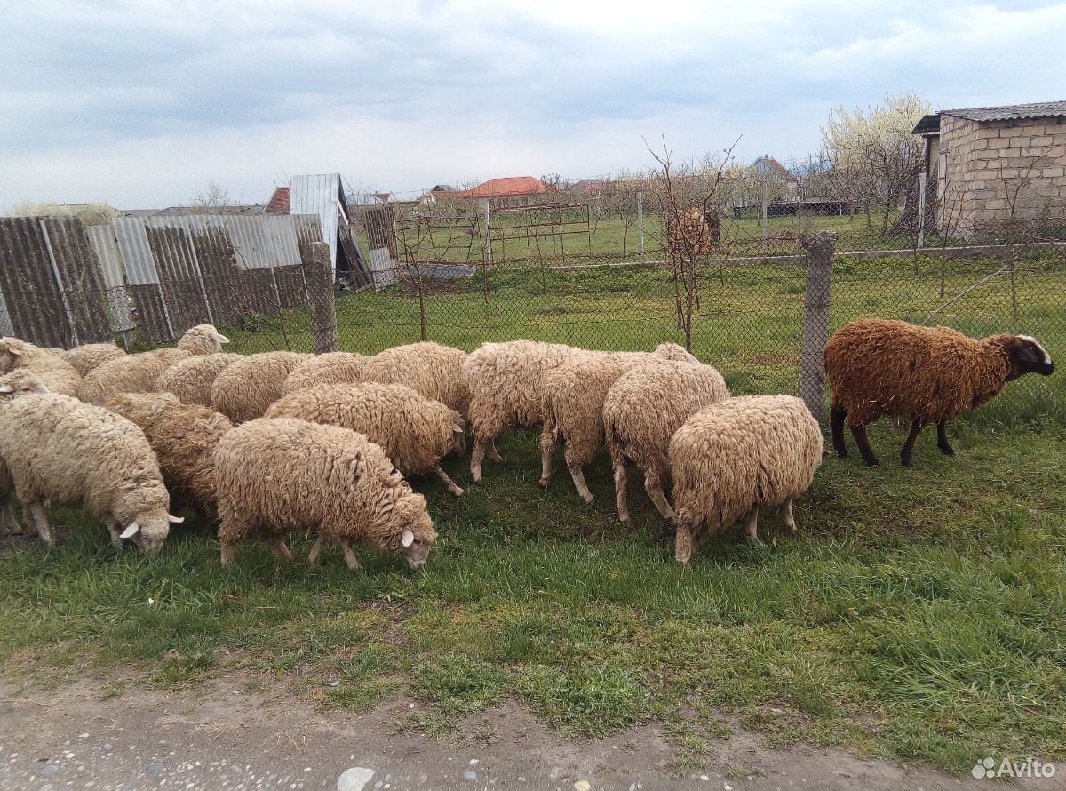 Овцы молодые валушки купить на Зозу.ру - фотография № 3