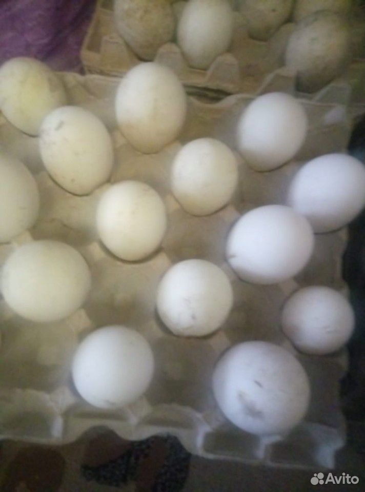 Продаются гусинные яйца купить на Зозу.ру - фотография № 1