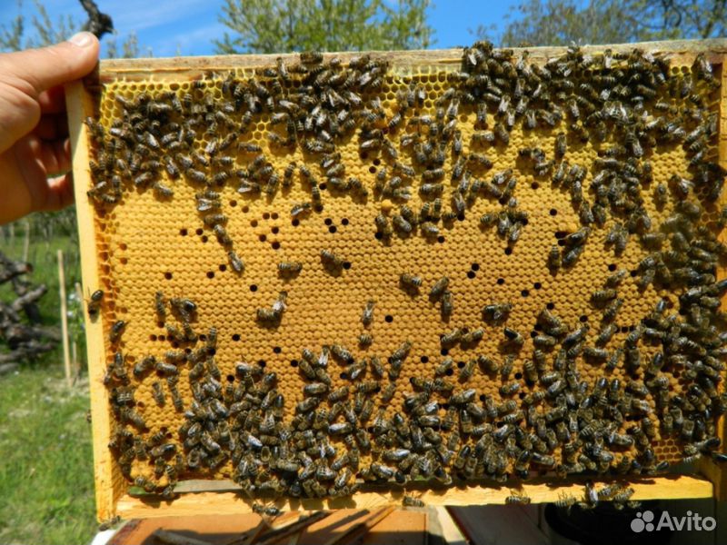 Пчело -пакеты купить на Зозу.ру - фотография № 1