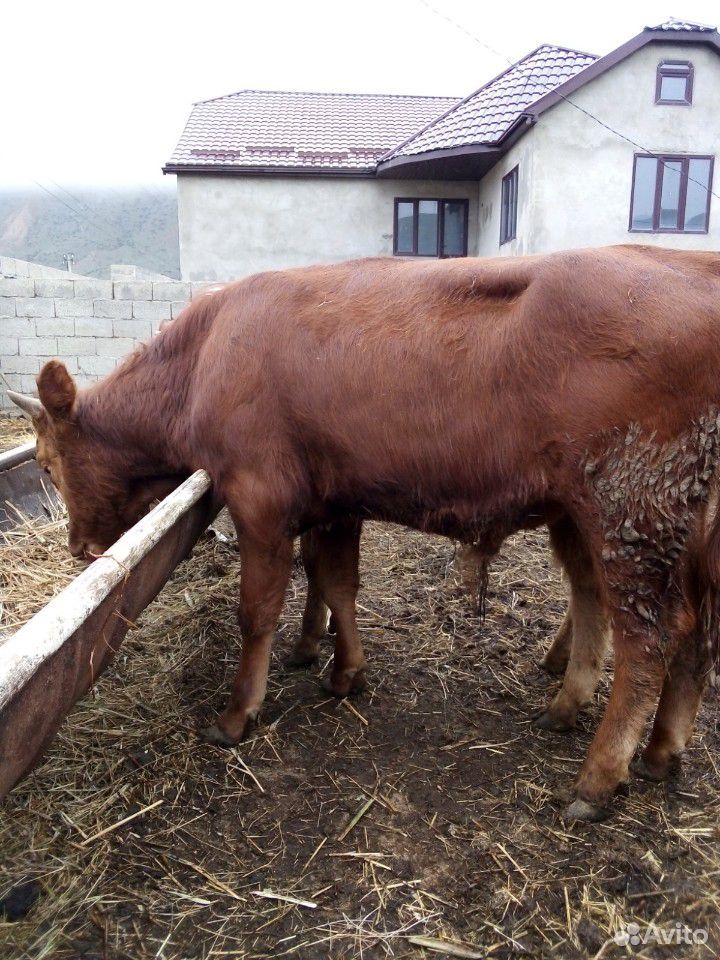 Бычки,корова,тёлки купить на Зозу.ру - фотография № 5