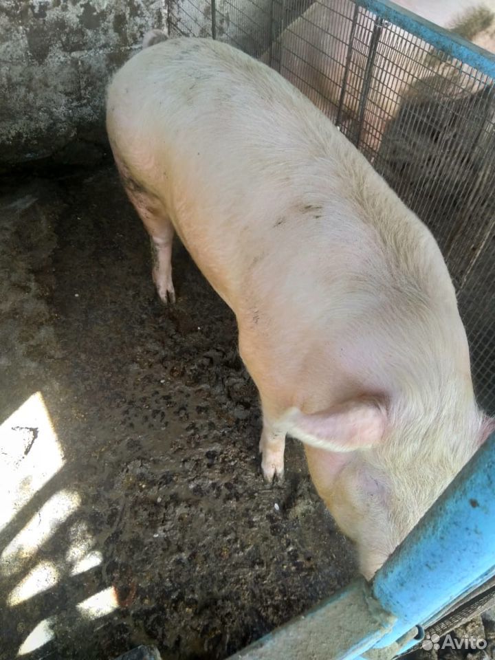Свиньи на мясо,живым весом купить на Зозу.ру - фотография № 2