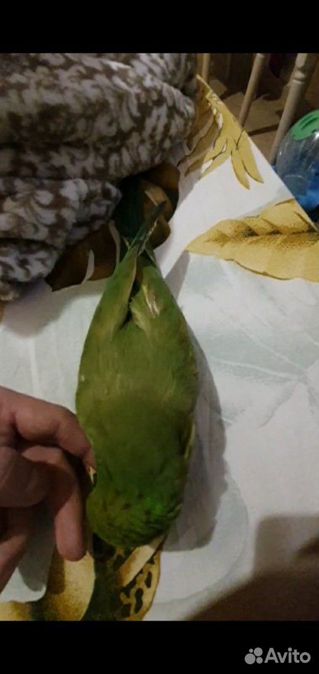 Ожереловый попугай купить на Зозу.ру - фотография № 4