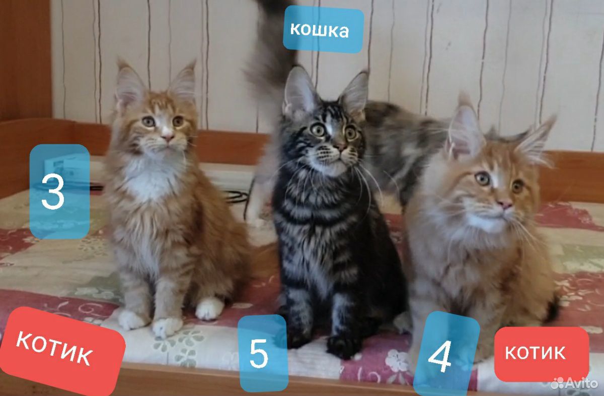 Мейн-кун - 2 котенка-котика купить на Зозу.ру - фотография № 2