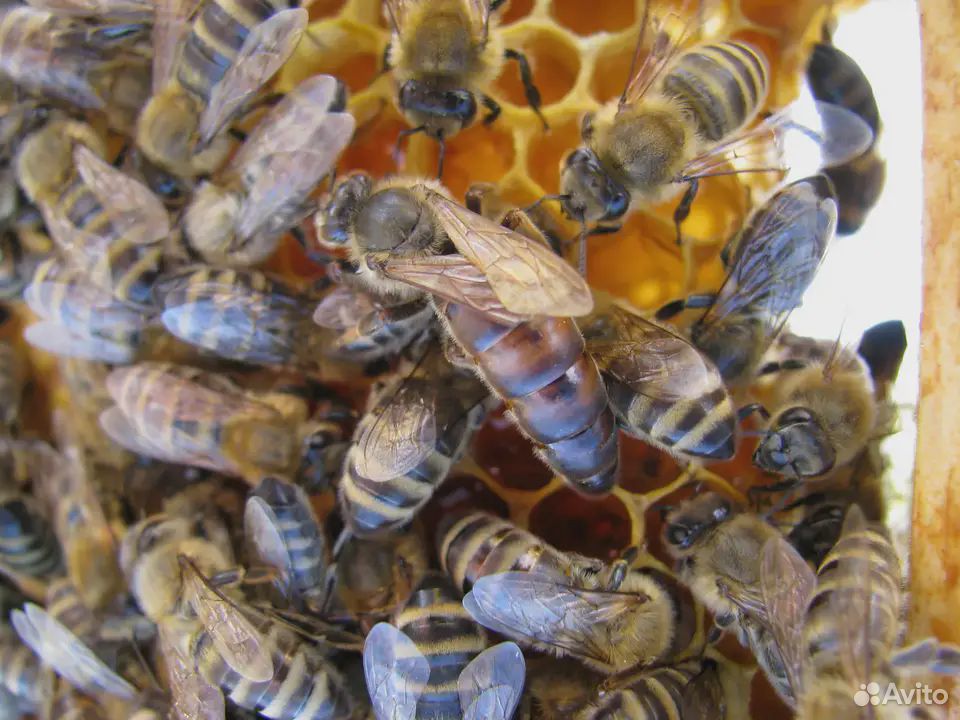 Пчелосемьи (пчёлы) карпатских пчёл купить на Зозу.ру - фотография № 1