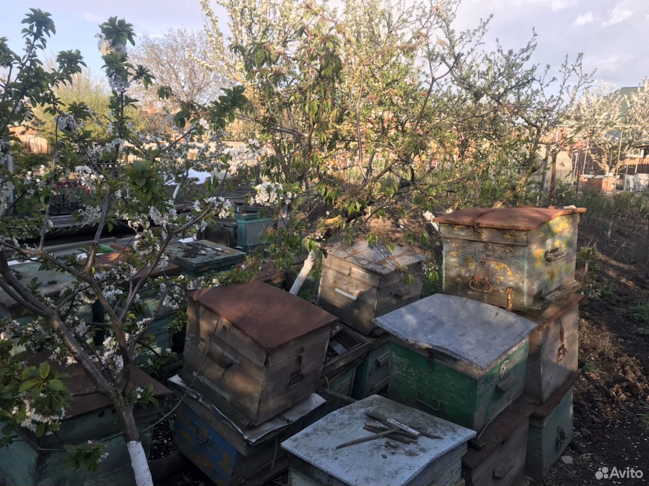 Улья пчелиные (Двух и однокорпусные) купить на Зозу.ру - фотография № 2