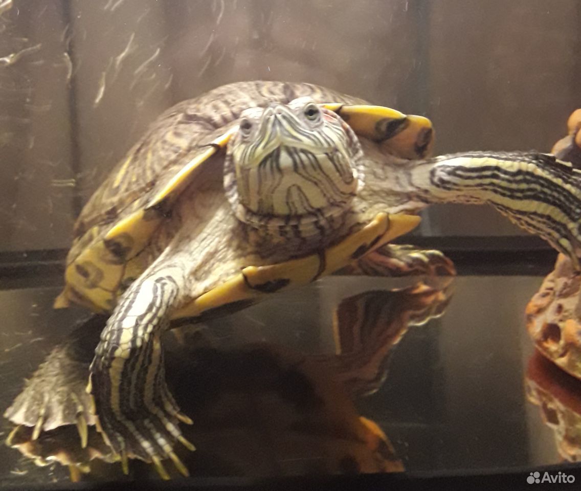 Черепахи водяные купить на Зозу.ру - фотография № 1