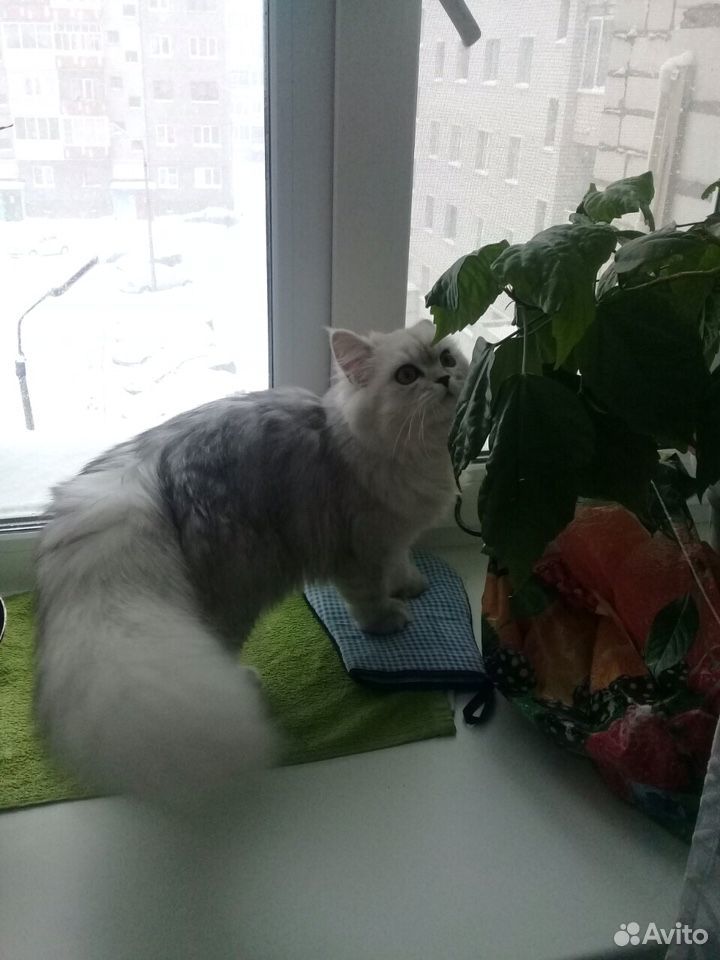 Ищу Персидского котика для вязки купить на Зозу.ру - фотография № 1