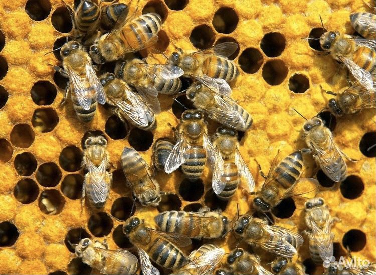 Пчелосемьи пчелопакеты купить на Зозу.ру - фотография № 3