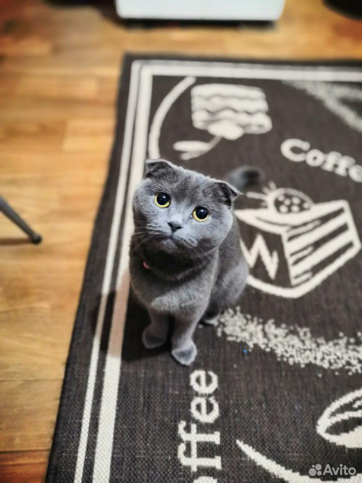 Продам породистых котят купить на Зозу.ру - фотография № 2