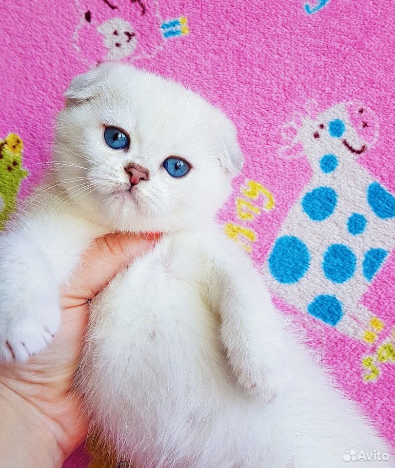 Прекрасный плюшевый котик с синими глазками купить на Зозу.ру - фотография № 1