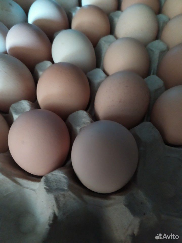 Купить яйца брама. Яйца Брама. Инкубационное яйцо гусей купить. Гуси Мамуты купить инкубационное яйцо.