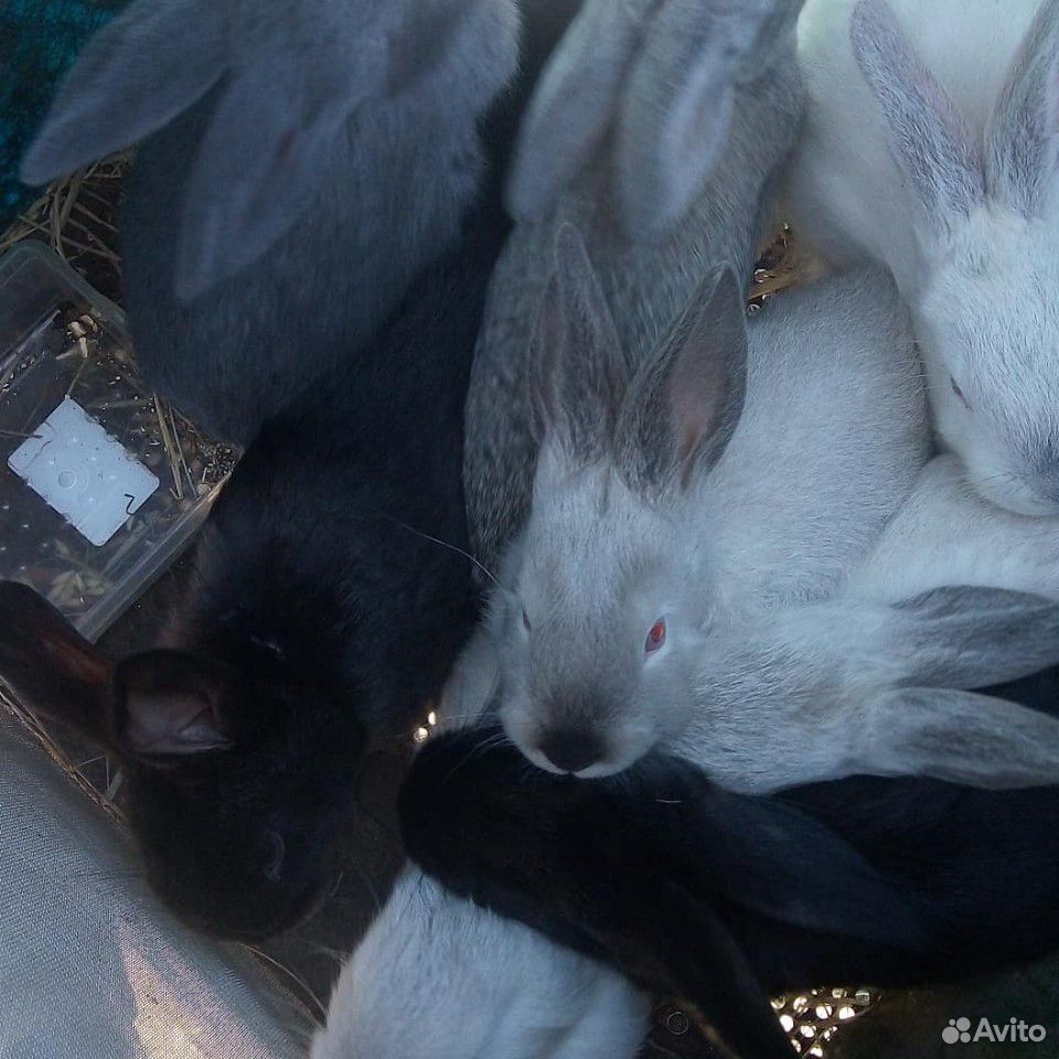 Кролики 2 мес купить на Зозу.ру - фотография № 1