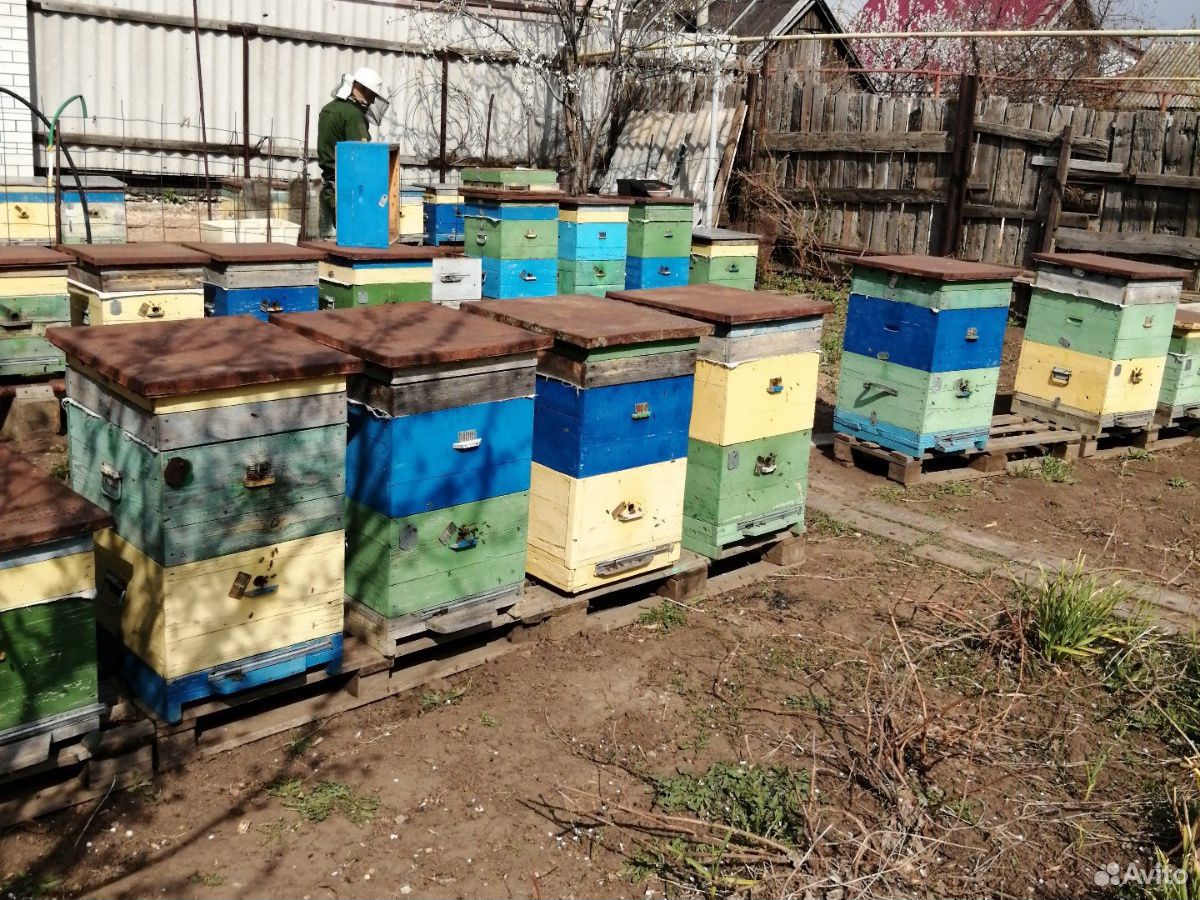 Пчёл-семьи купить на Зозу.ру - фотография № 4