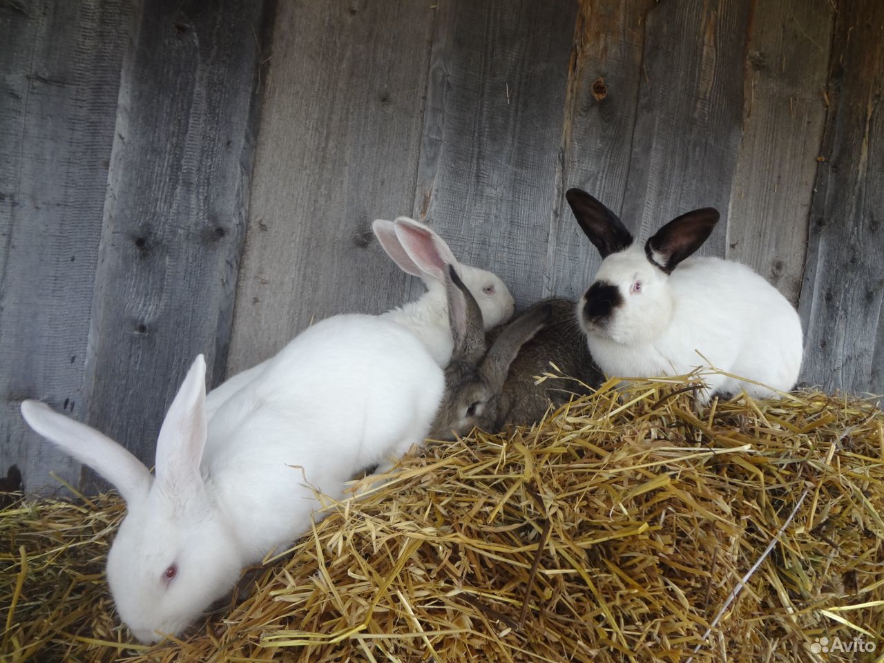 Купить кроликов в воронежской области. Продажа кроликов. Шкурковая продуктивность кроликов. Белый кролик Тюмень. Кролик купить.