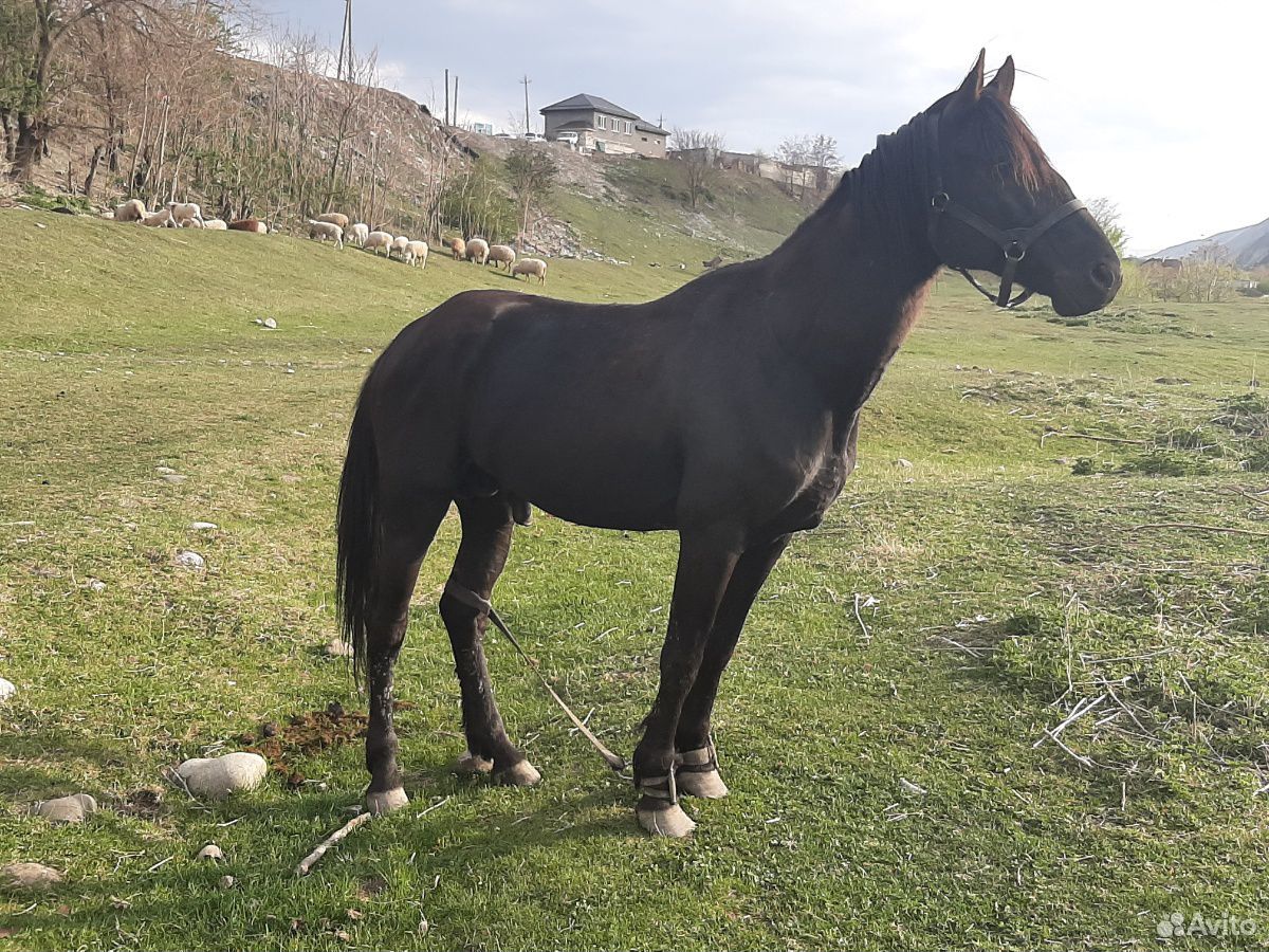 Черкесская лошадь. Карачаево-Черкесия лошади. Черкесская порода лошадей. Продажа лошадей в Карачаево Черкесии.