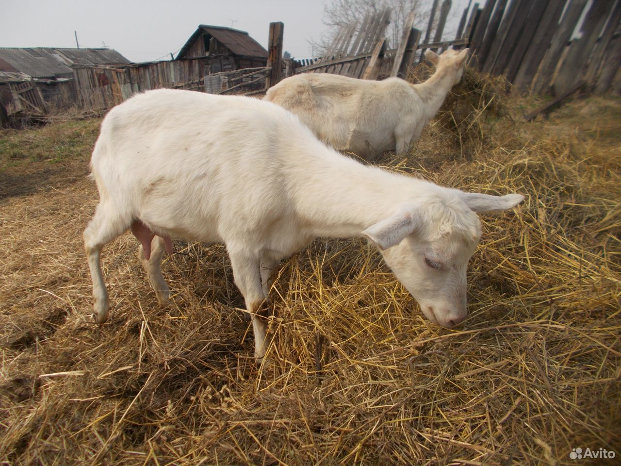 Продажа коз купить на Зозу.ру - фотография № 5