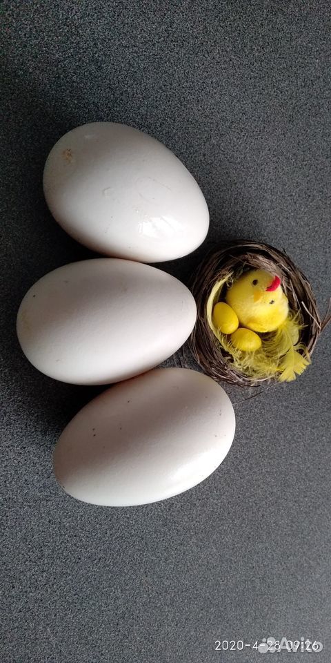 Инкубационные яйца гусей купить на Зозу.ру - фотография № 1