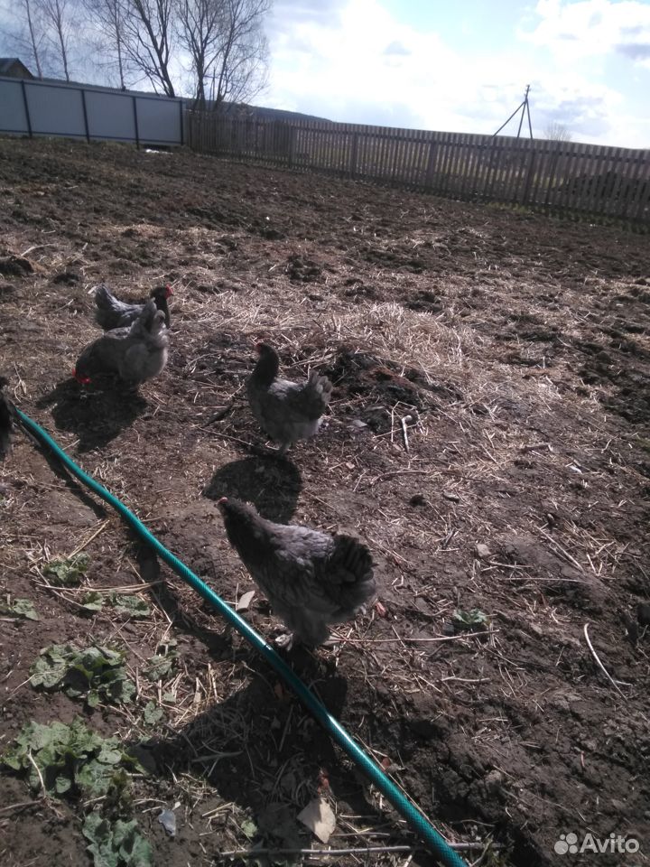 Цыплята, яйцо на инкубацию Серебристо голубых Мара купить на Зозу.ру - фотография № 2