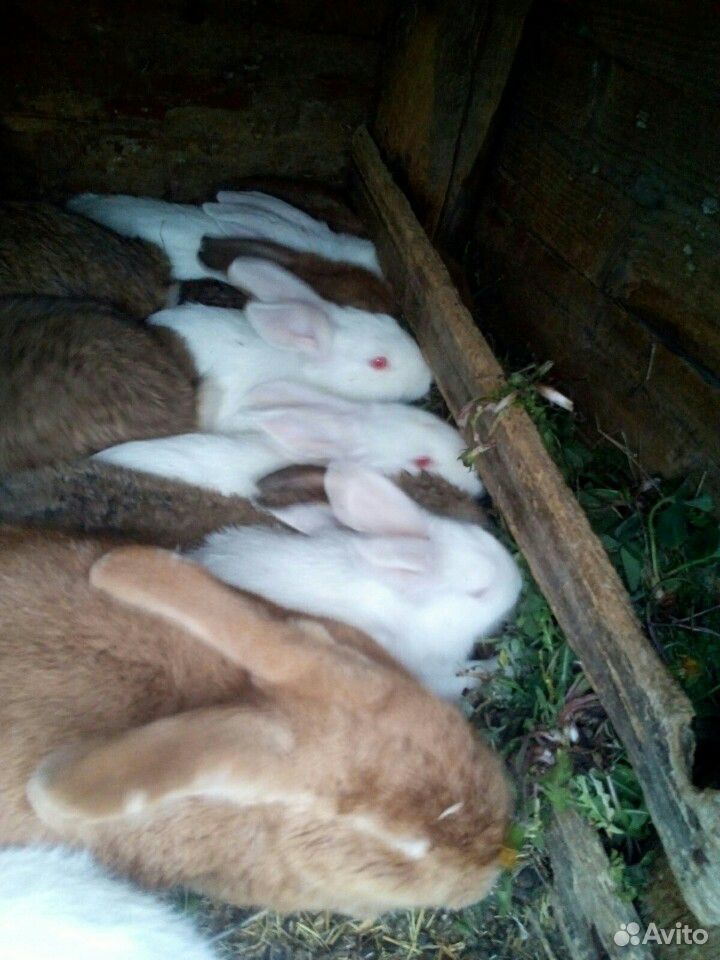 Кролик - крольчата купить на Зозу.ру - фотография № 2