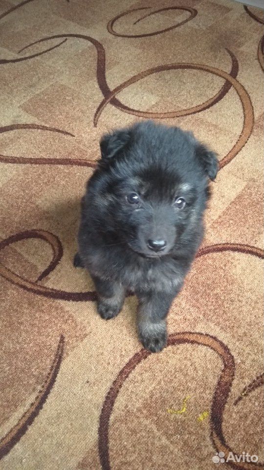 Найден щенок купить на Зозу.ру - фотография № 2