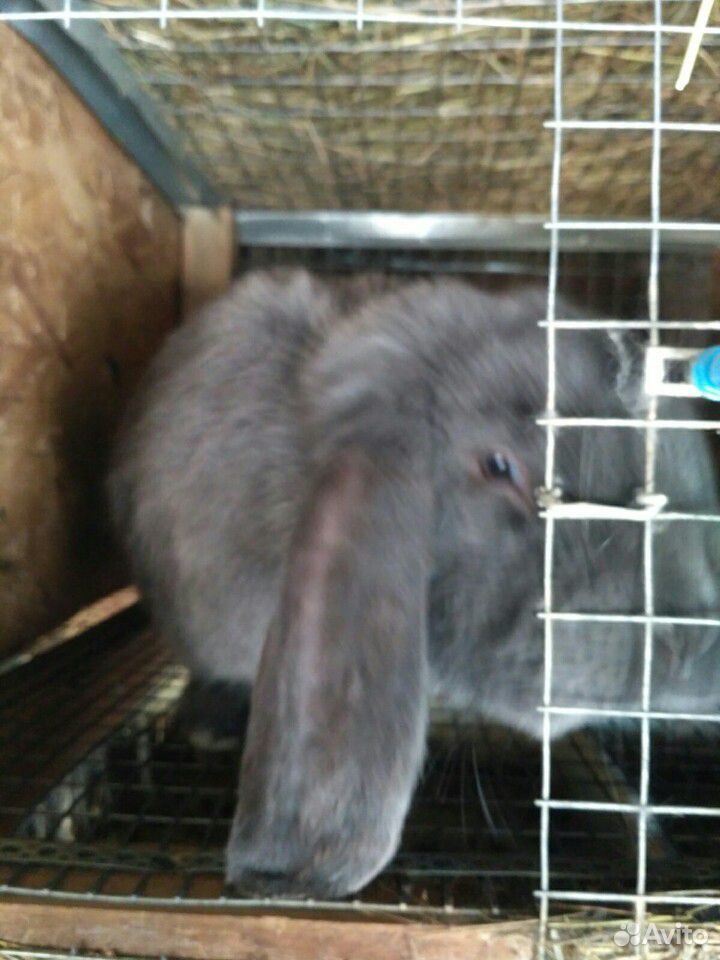 Кролик порода Французский Баран купить на Зозу.ру - фотография № 2