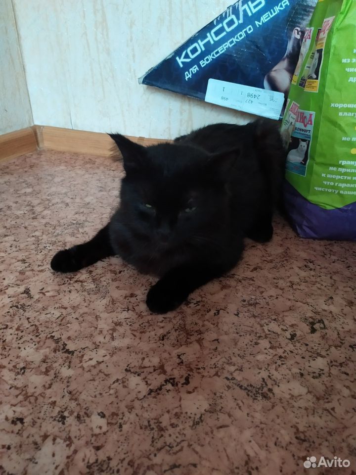 Черный кот купить на Зозу.ру - фотография № 2