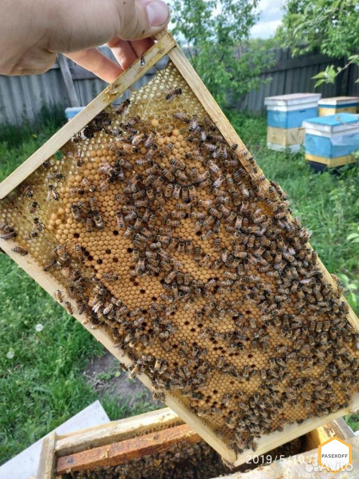 Пчелопакеты, пчелы купить на Зозу.ру - фотография № 3
