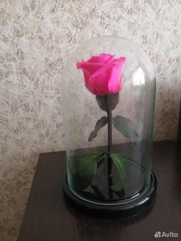 Роза купить на Зозу.ру - фотография № 1