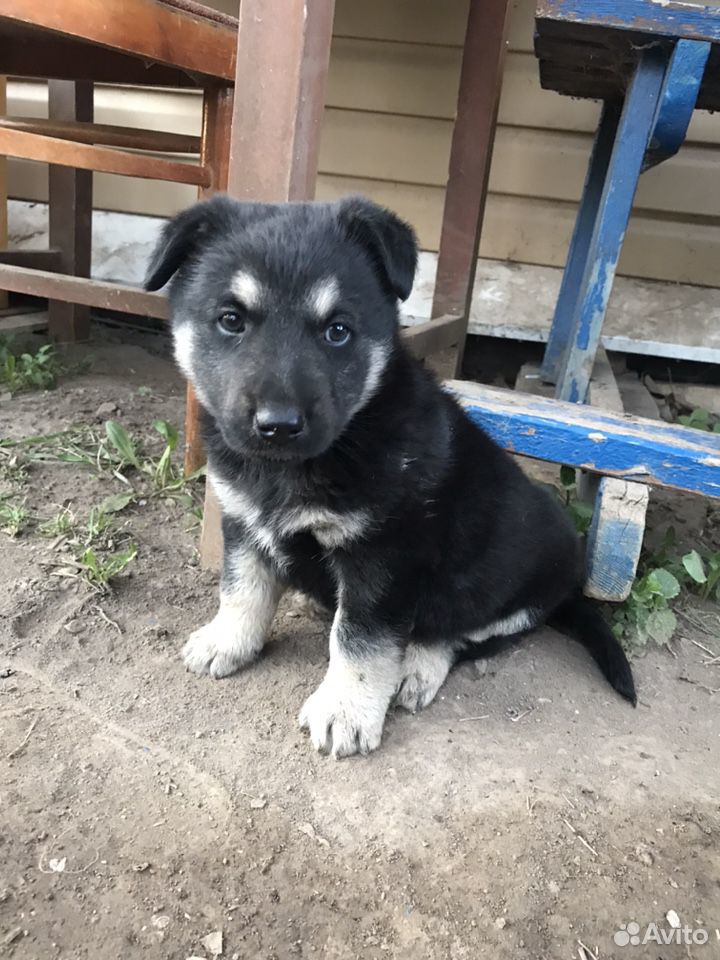 отдам собак в хорошие руки даром в воронеже. отдам собаку в добрые руки. щенки в добрые щёкино тульская. ростов в добрые руки отдам. ростов в добрые руки отдам.