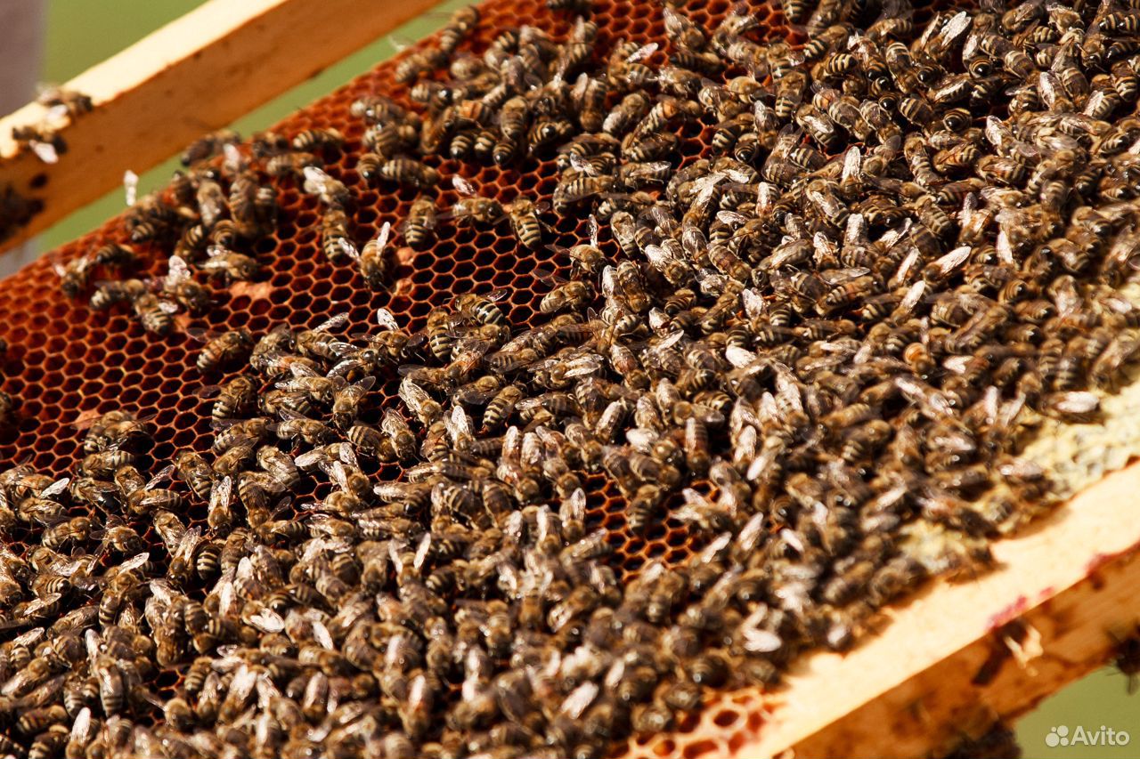 Продам пчёл, пчелопакеты купить на Зозу.ру - фотография № 2