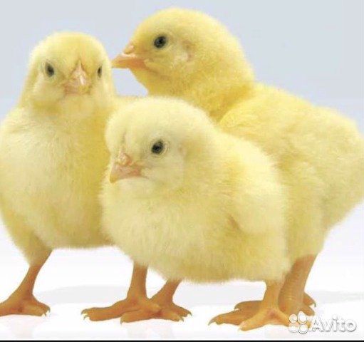 Цыплята бройлеры, куры несушки, утки, гуси купить на Зозу.ру - фотография № 1