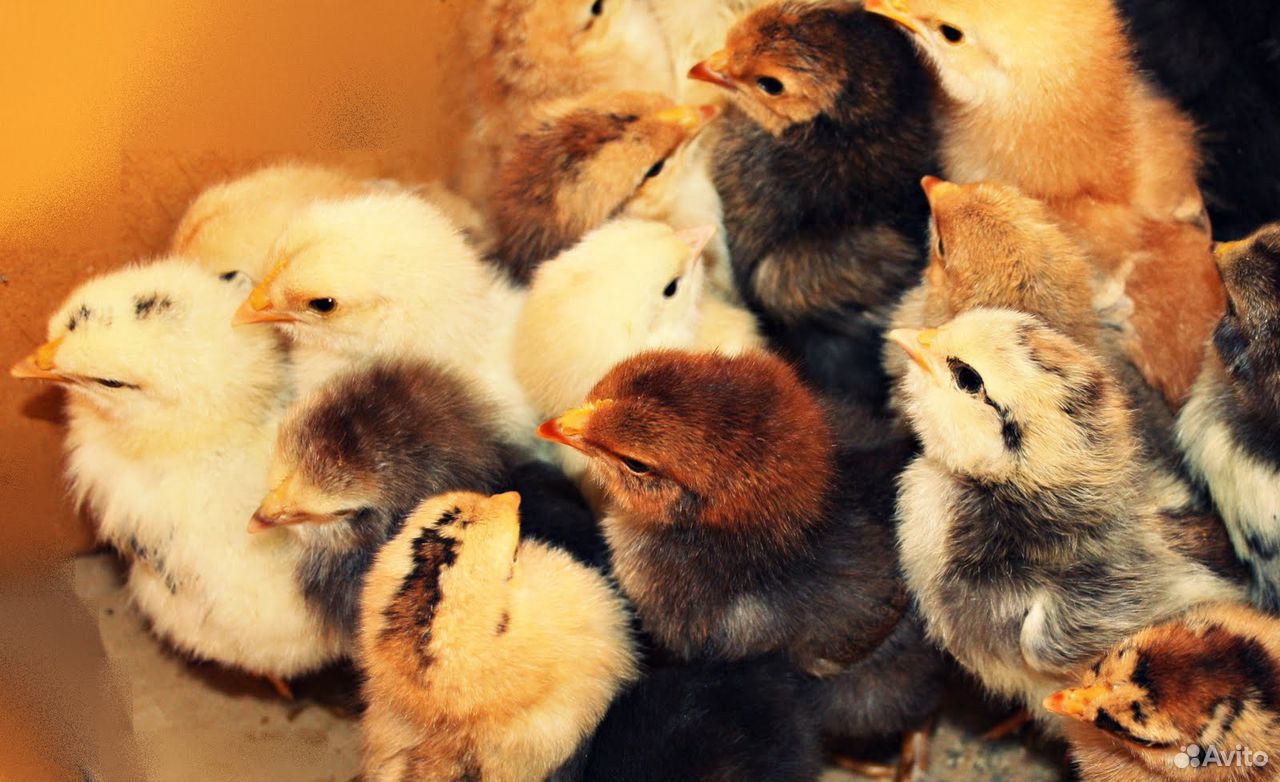 Продам цыплят несушки купить на Зозу.ру - фотография № 1