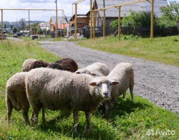 Овцы на Курбан купить на Зозу.ру - фотография № 1