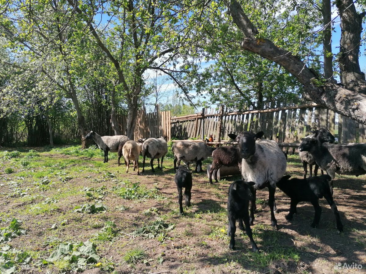 Продаю овец, баранов на Курбан купить на Зозу.ру - фотография № 2