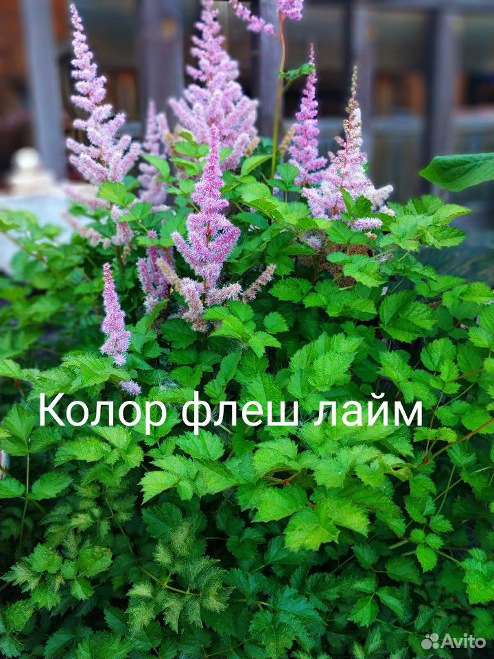 Астильбы сортовые, Многолетники, садовые цветы купить на Зозу.ру - фотография № 1