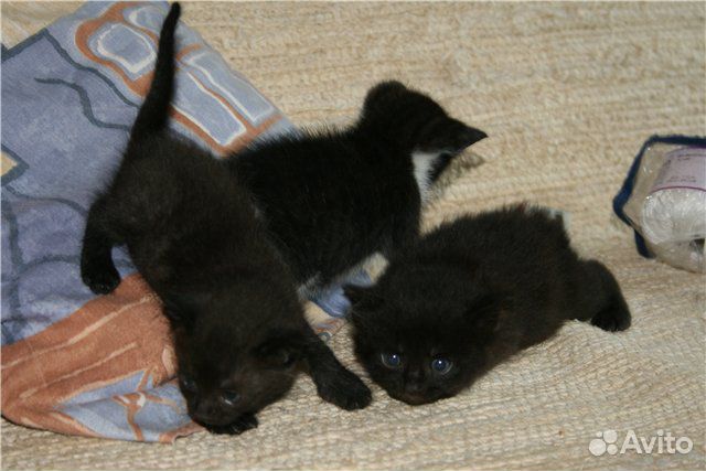 Просто 3 черных котенка купить на Зозу.ру - фотография № 1