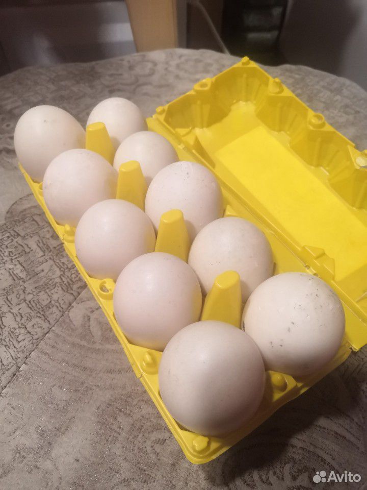 Яйцо инкубационное мускусной утки купить на Зозу.ру - фотография № 2
