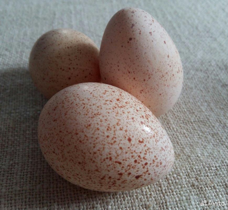 Инкубационное индюшиное, куриное яйцо купить на Зозу.ру - фотография № 1