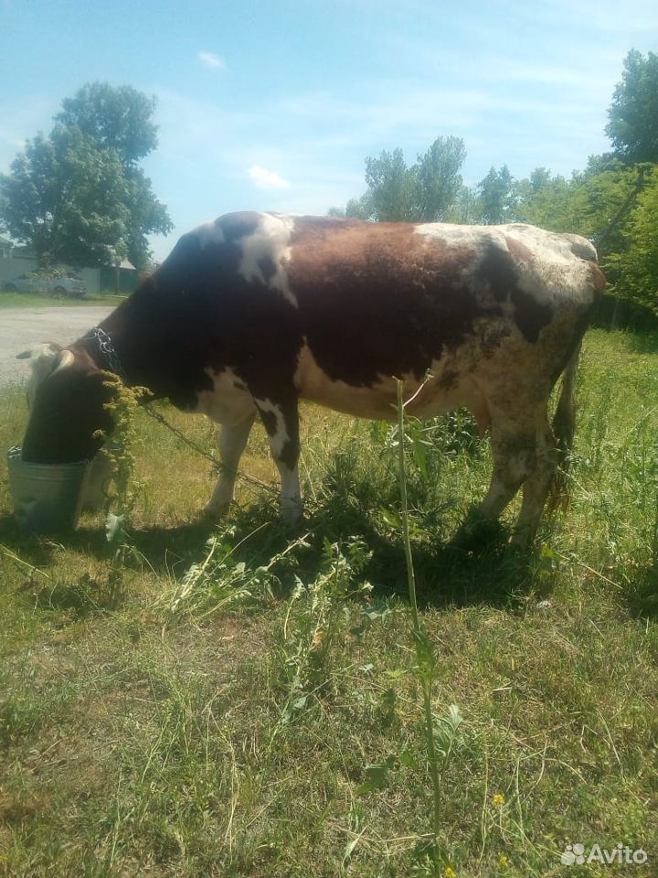 Поросята и корова купить на Зозу.ру - фотография № 6