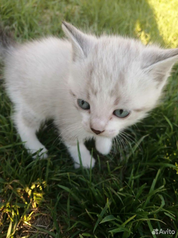 Котик с голубыми глазами в добрые руки купить на Зозу.ру - фотография № 3