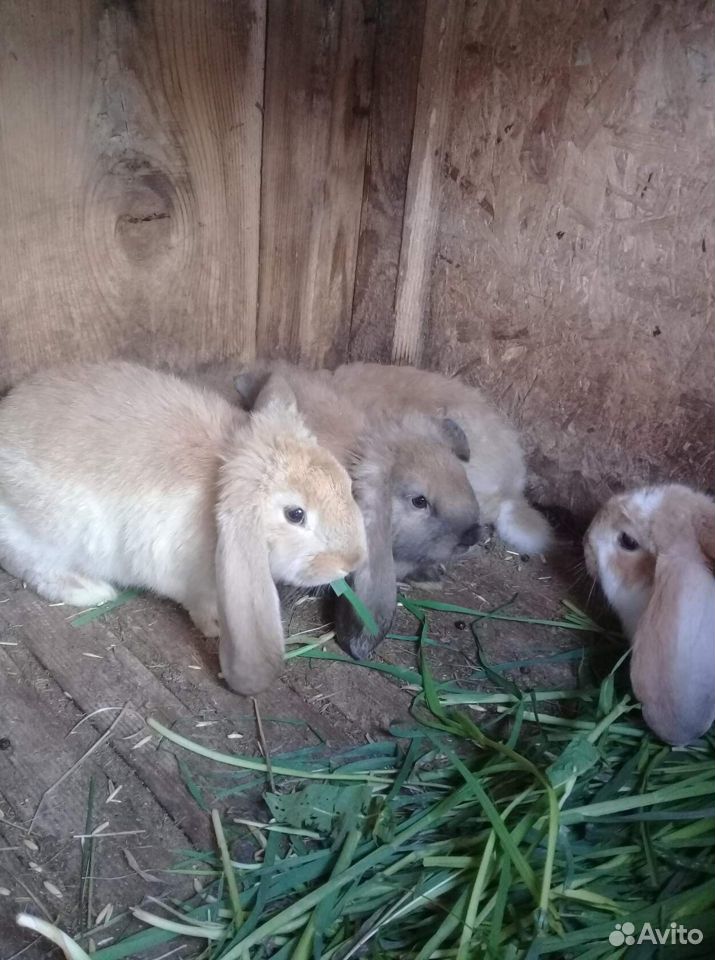 Кролики бараны купить на Зозу.ру - фотография № 4