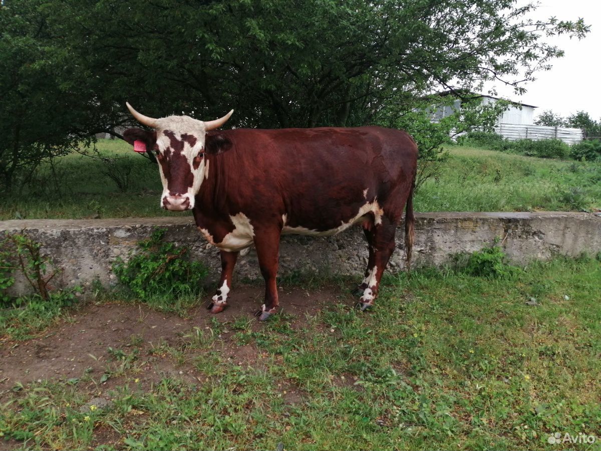 Коровы и бычёк купить на Зозу.ру - фотография № 8