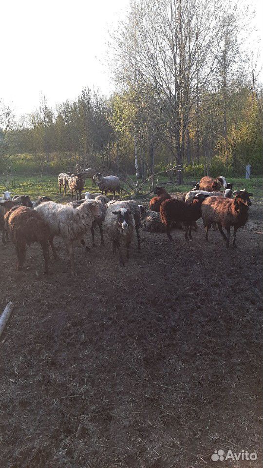 Барань и овцы купить на Зозу.ру - фотография № 5