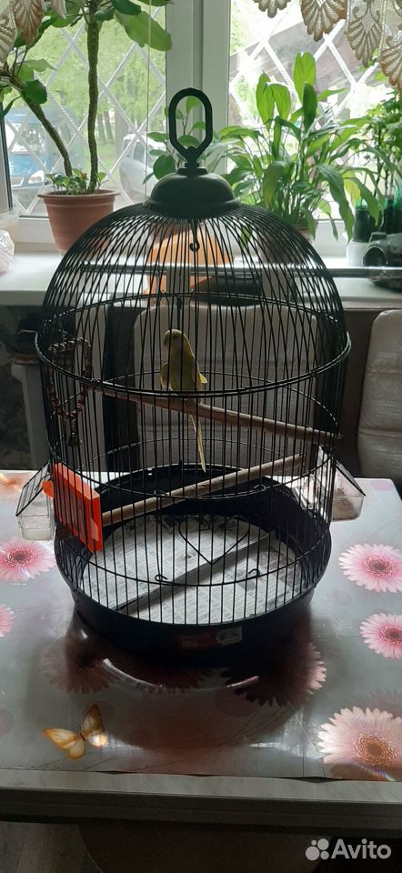 Клетка с птичкой купить на Зозу.ру - фотография № 2