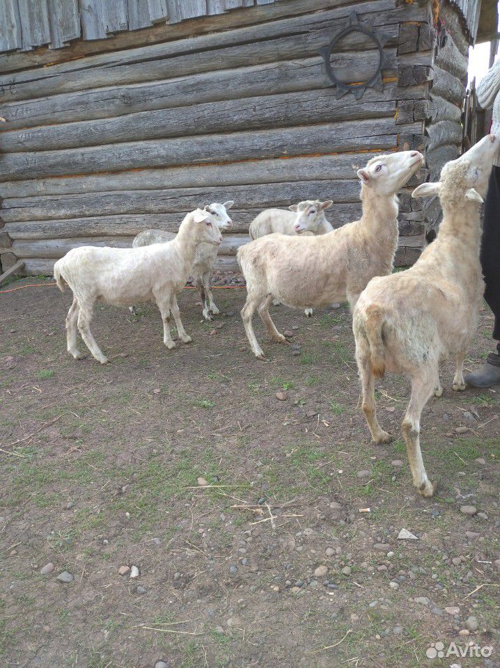 Продам семейство овец купить на Зозу.ру - фотография № 1